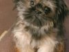 peanut