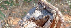 Un allemand de 28 ans mange des lézards