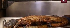 De l&rsquo;alligator au menu !