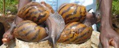 Des escargots géants envahissent Miami