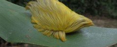 Une chenille qui ressemble à une moumoute