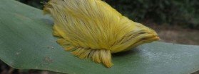 Une chenille qui ressemble à une moumoute