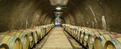 Visite du vignoble de Rupert Murdoch
