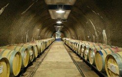 Visite du vignoble de Rupert Murdoch