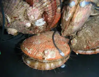 molluscan utilise des mollusques cyborgs pour surveiller la pollution de l'eau