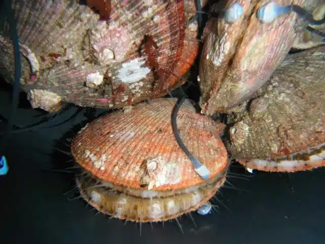 molluscan utilise des mollusques cyborgs pour surveiller la pollution de l'eau