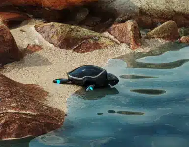 Beatbot RoboTurtle Amphibious