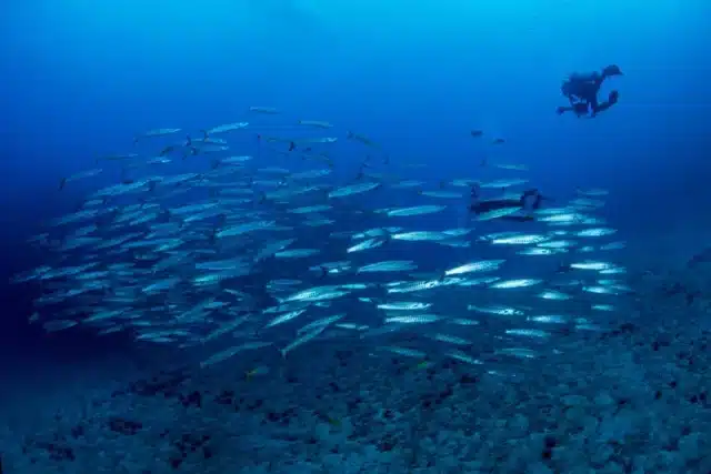 Ko Tao dans le golfe de Thaïlande Ko Tao dans le golfe de Thaïlande